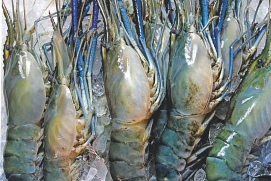 Farmers face economic crisis due to sharp price fall
