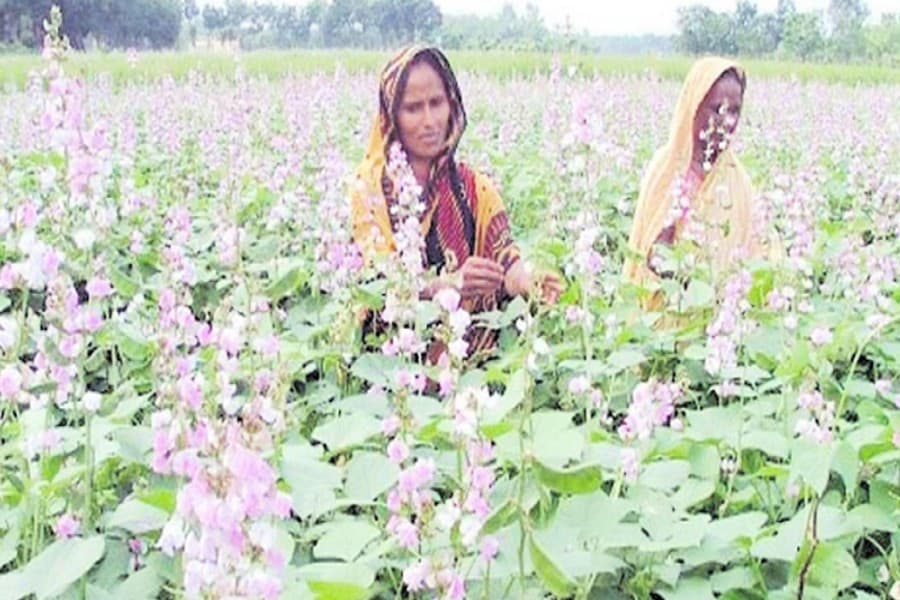 Bogra farmers start harvesting early variety of bean