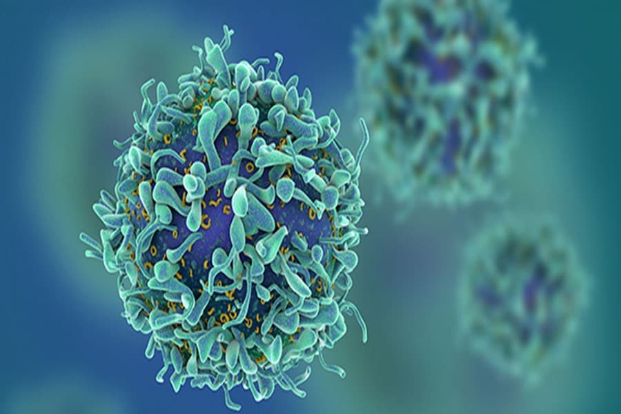 Gut bacteria could boost the effects of immunotherapy cancer treatments