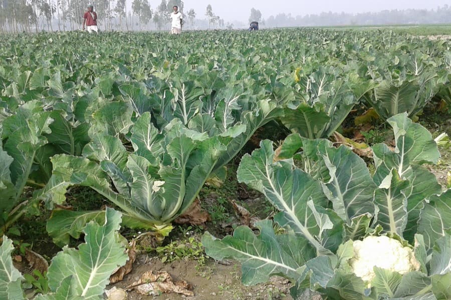 Rangpur sees good yield of cauliflower