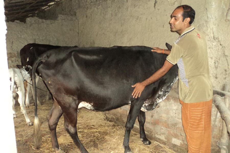 Farmers of Sirajganj rearing brahma species of cow