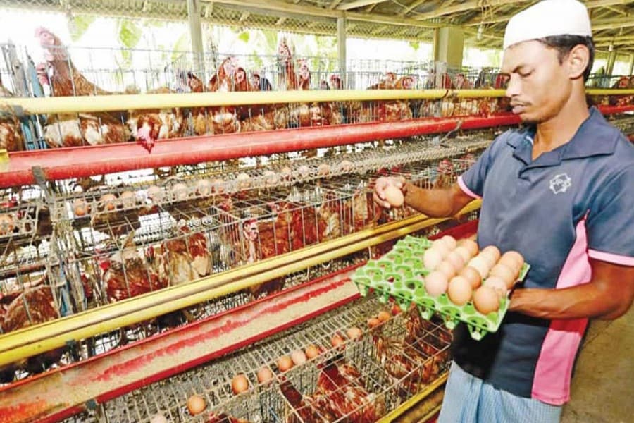 Hundreds of ultra-poor people attain solvency by setting up poultry farms in Bogra