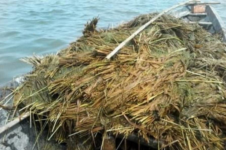 Recent floods to affect Bangladesh’s food production growth: FAO