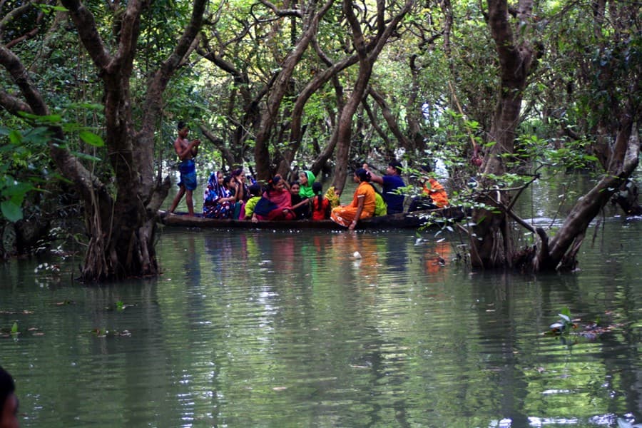 Ratargul forest still awaits co-management system