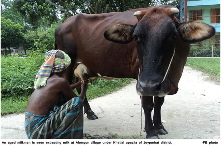 Over 500 people become self-reliant from dairy farming in Joypurhat