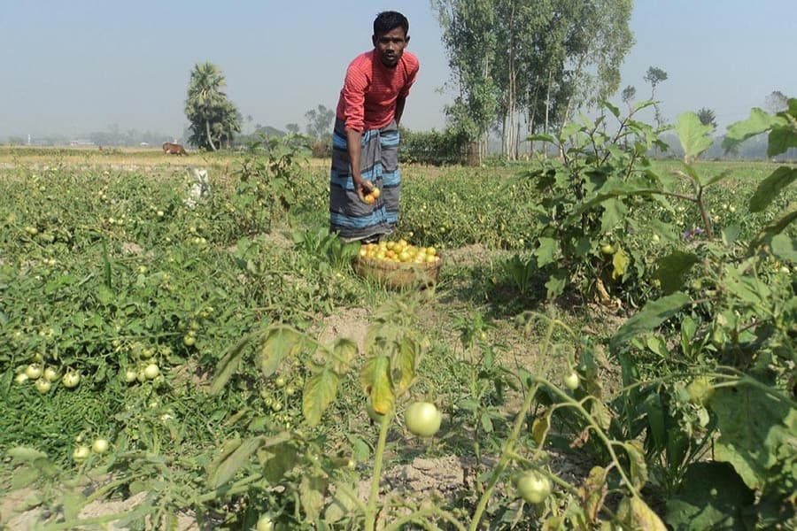 Early tomato farmers making huge profits in Bogra