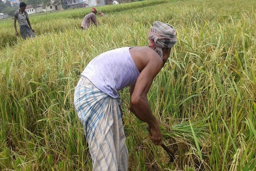 Dishonest traders deceiving Rangpur farmers with spurious paddy seeds