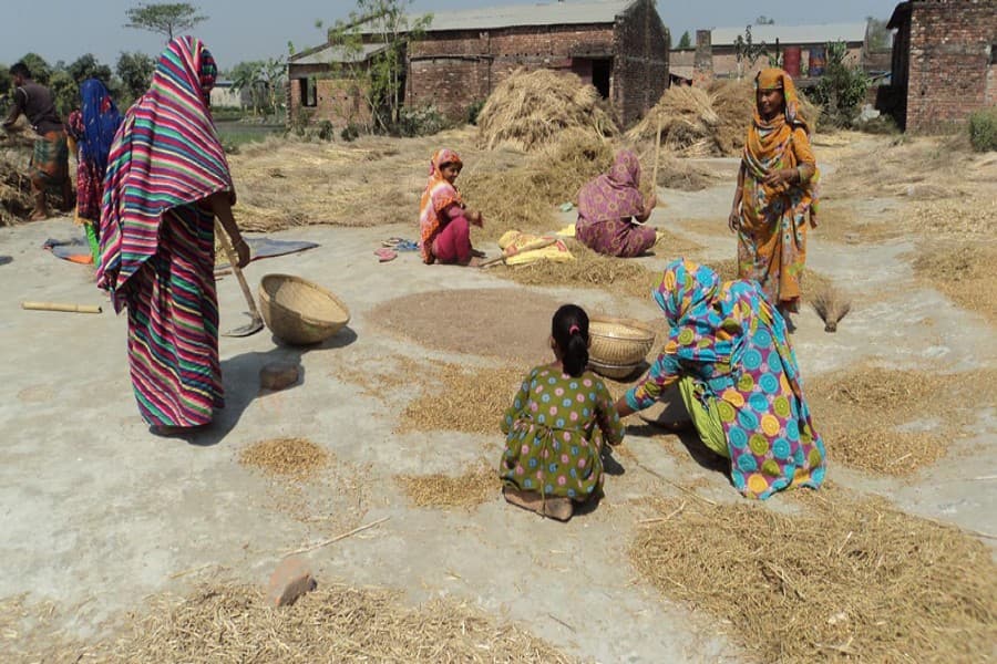 Landless cultivators happy over bumper yield of sesame