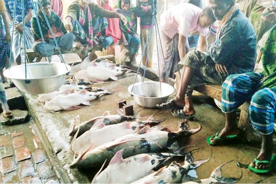 Good catches of baghair in Jamuna River elate fishermen in Bogra's Dhunat upazila