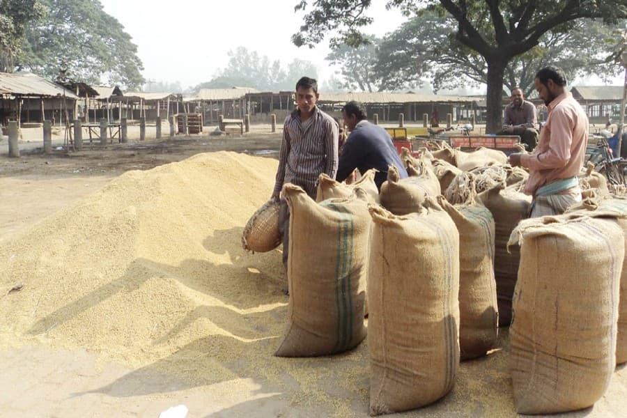 Natore T-Aman growers happy  over good market price