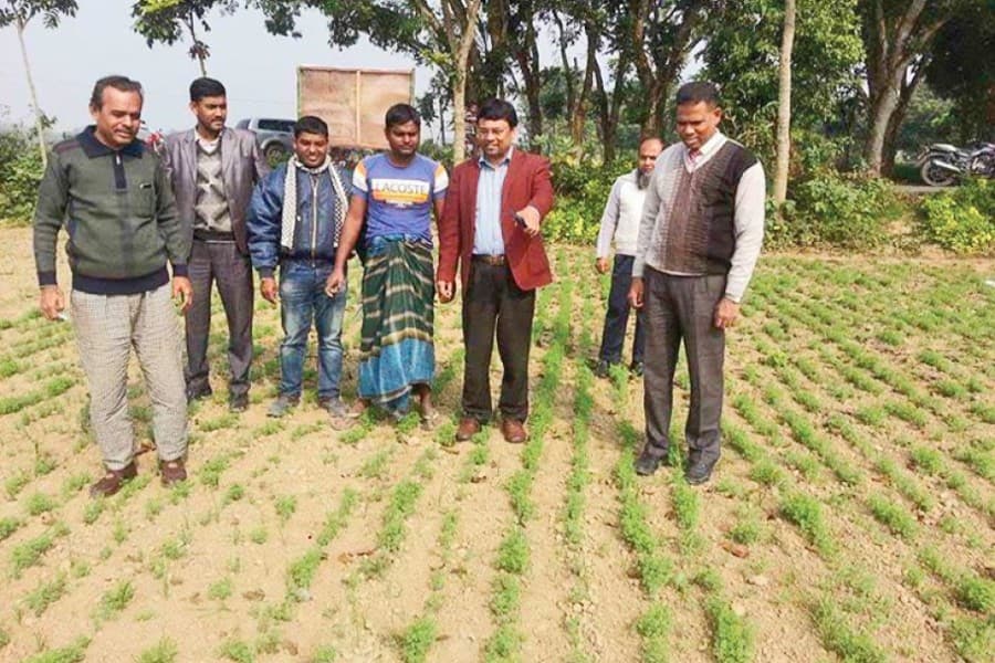 Line sowing method gaining popularity in Jhenidah