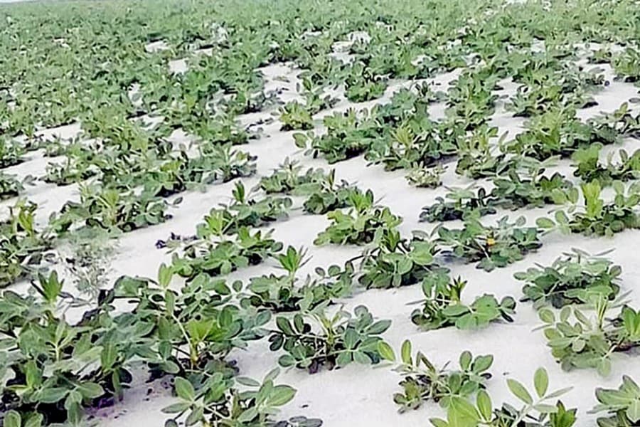 Bumper groundnut production delights Rangpur farmers