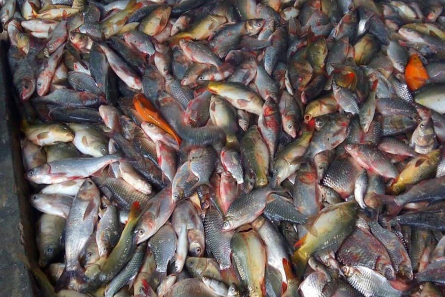 High market price delights Bogra fish farmers