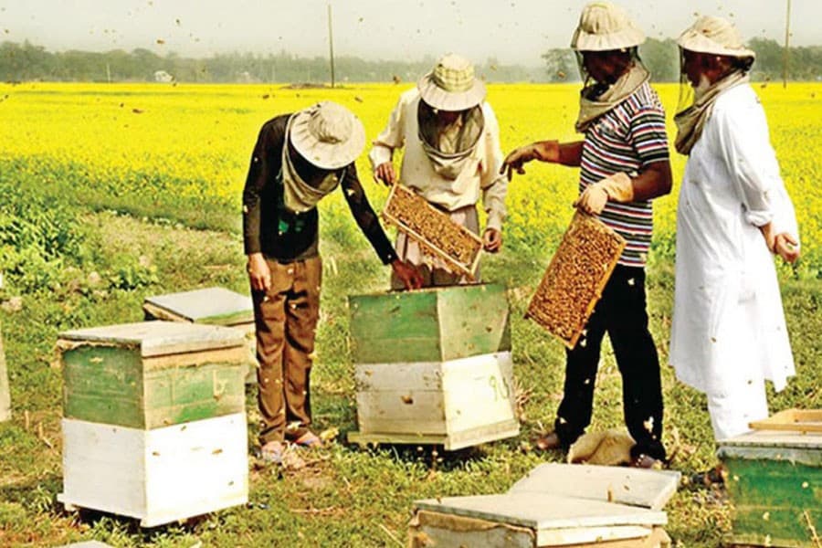 Hunters busy collecting honey in Manikganj