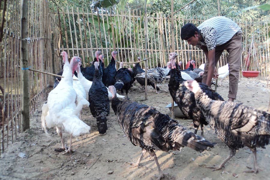 Home-based turkey farm owners improve lot in Joypurhat