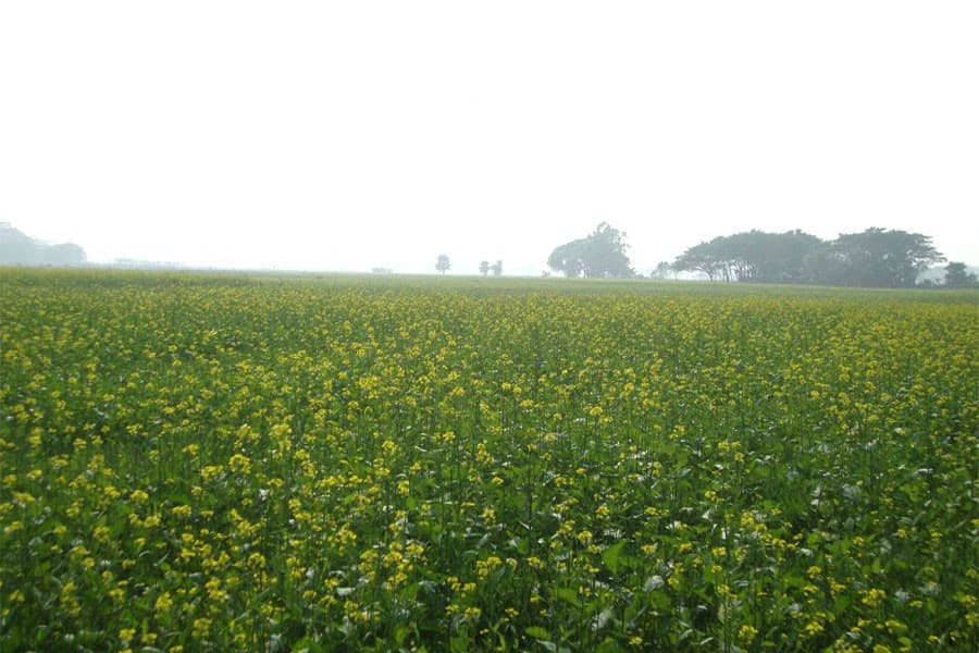 High-yielding BINA Mustard-10 gains popularity in Gopalganj