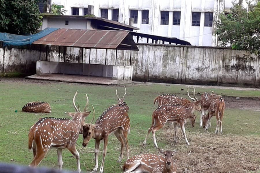 Rangpur zoo losing charm due to lack of adequate animals