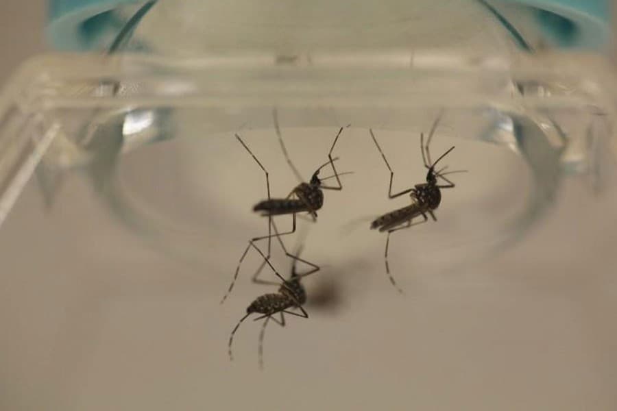 Immune response to Zika virus can also harm foetuses: Study