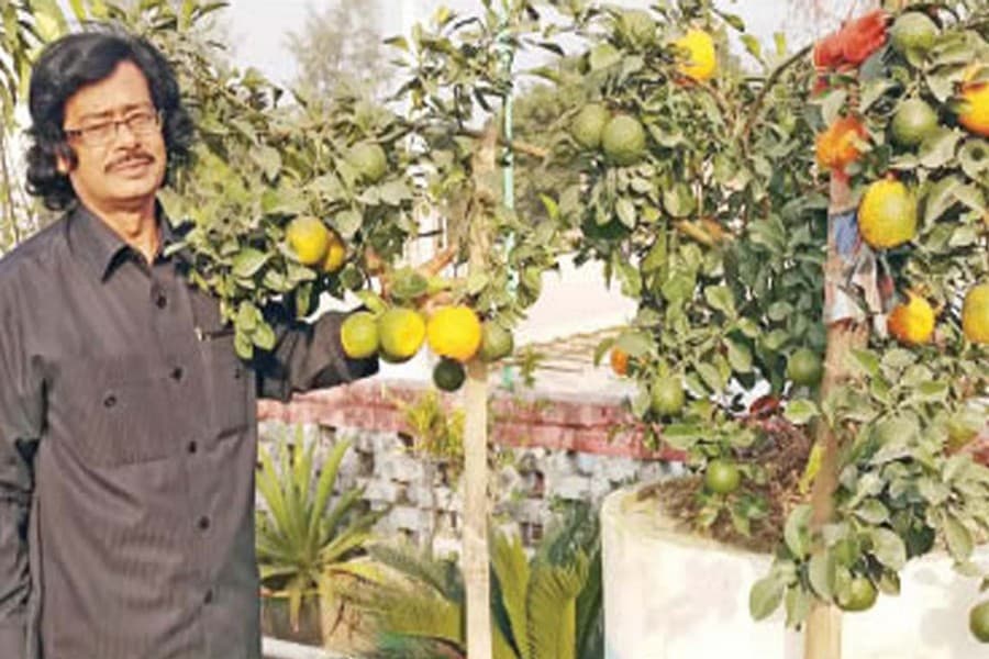 Orange farming on rooftop  gaining momentum