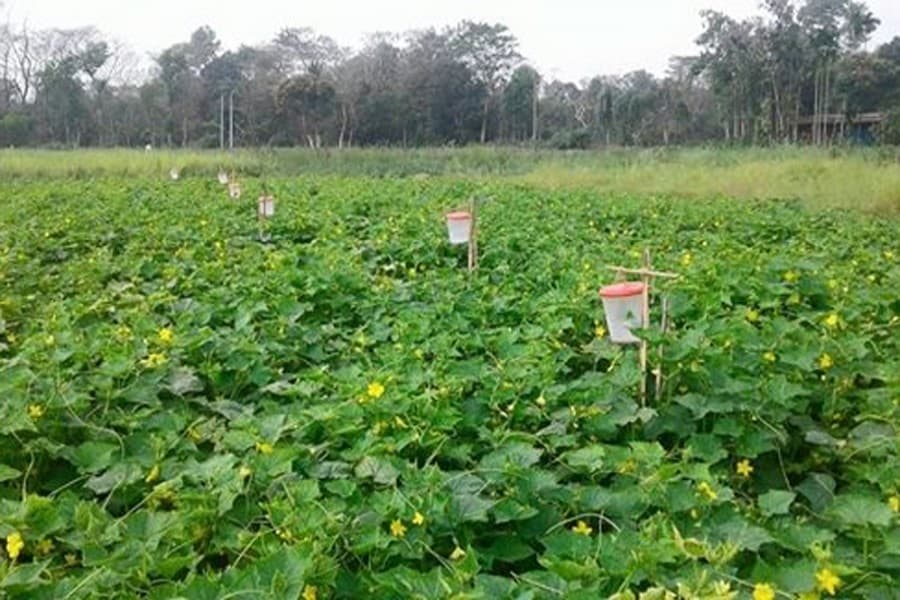 52,652 hectares of land come under veg cultivation in Sylhet region