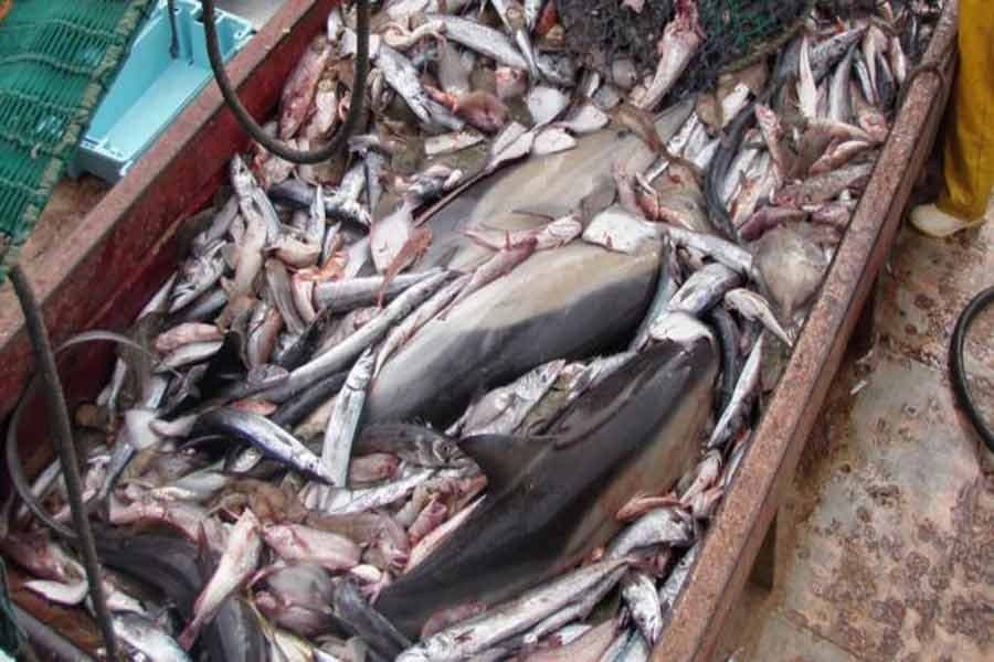 New Zealand endangered-sea-life footage sparks debate