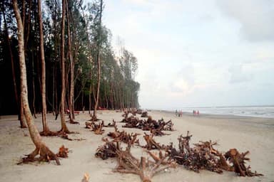 Cox's Bazar environment under threat