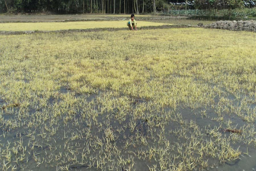 Severe cold damages seedbeds in Bogra