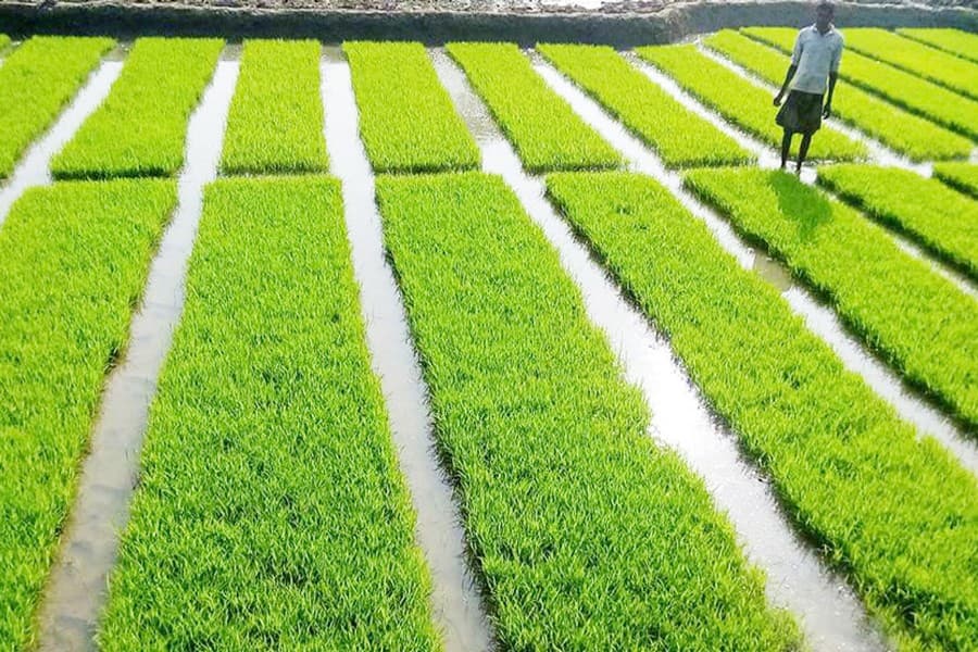 Shibganj Boro farmers preparing seedbed applying new method