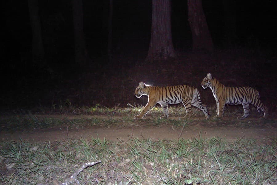 Bangladesh to be part of India’s tiger census