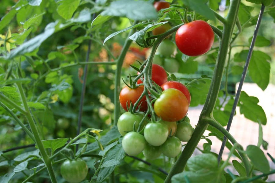 Magura tomato cultivators achieve bumper output