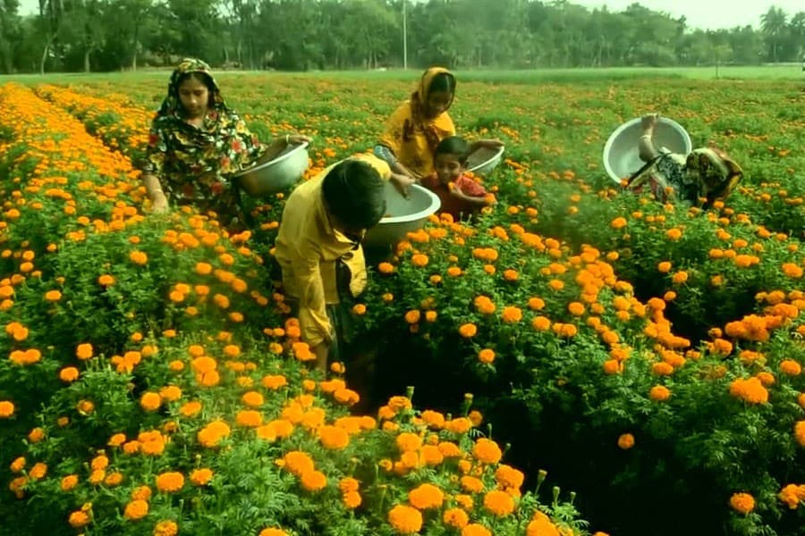 Flower farming gets momentum in Rajshahi