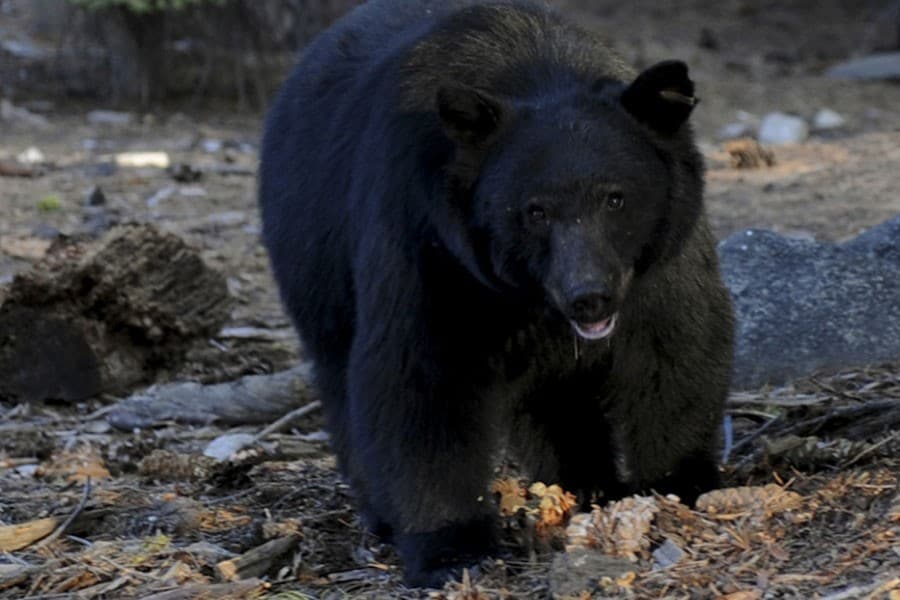 Sloth bear strays into locality, injures 10
