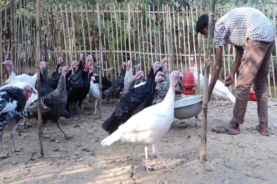 Youths become self-reliant rearing turkey hens