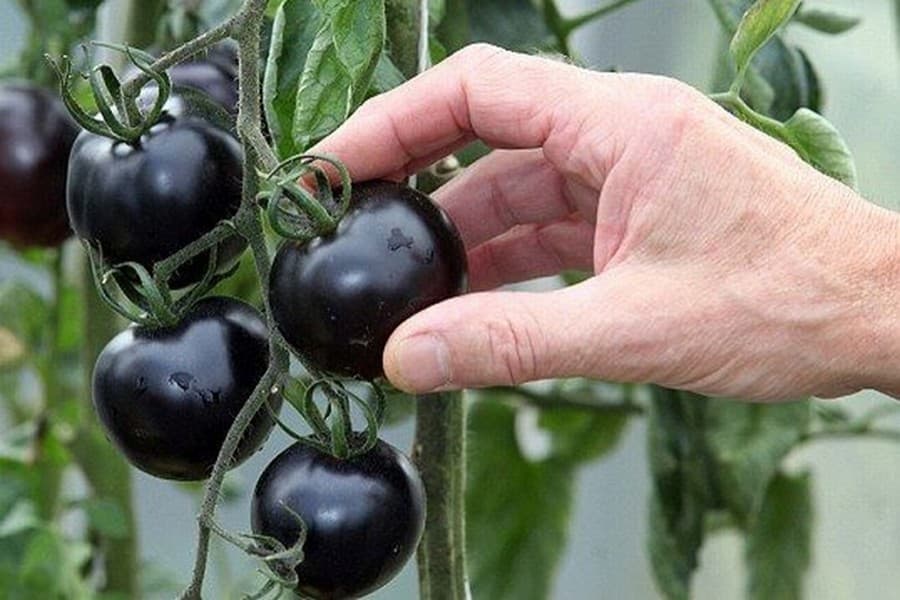 Jamil successfully produces black tomato for first time in country