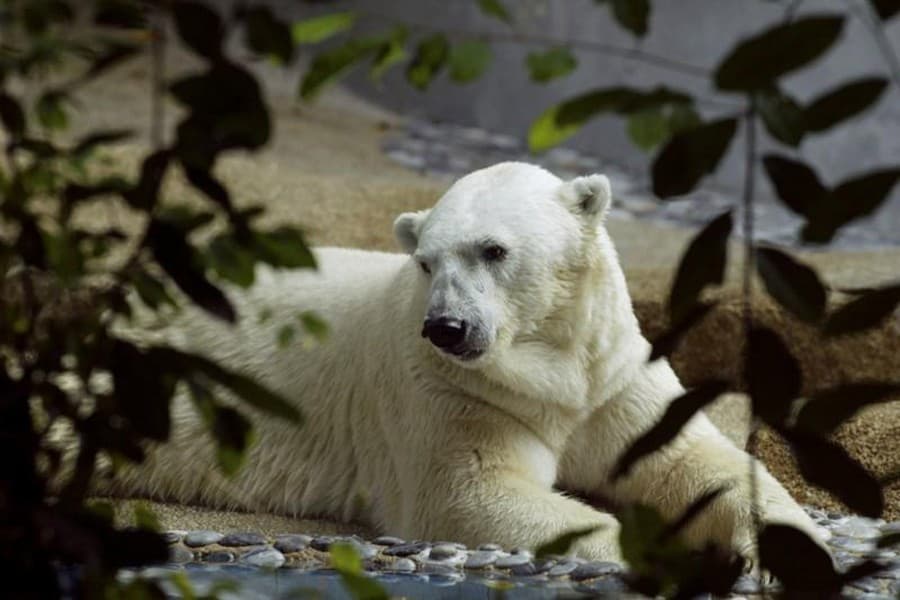 Singapore mourns world's only 'tropical polar bear' Inuka
