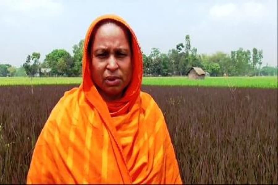 Female farmer pioneers purple rice farming in Gaibandha
