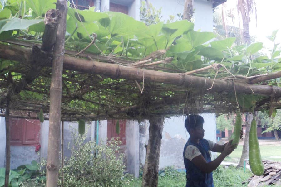 Good market prices delight bottle gourd peasants