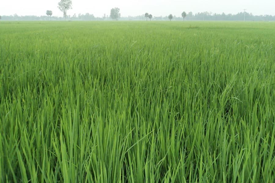 Bumper Aus paddy output likely in Joypurhat
