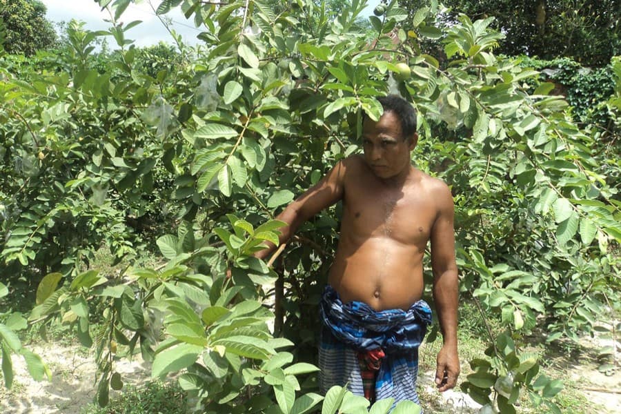 Many become self-reliant growing Thai guava in Bogura district