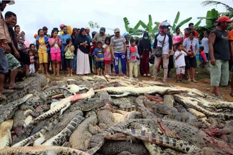 Angry mob kill nearly 300 crocodiles in revenge attack in Indonesia