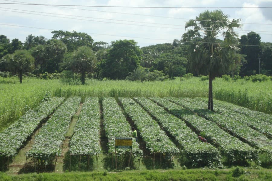 Teasel gourd cultivation starts gaining popularity in Gopalganj
