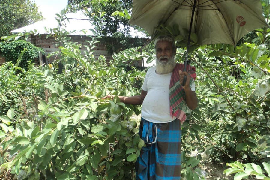 Low market price worries Bogura guava growers