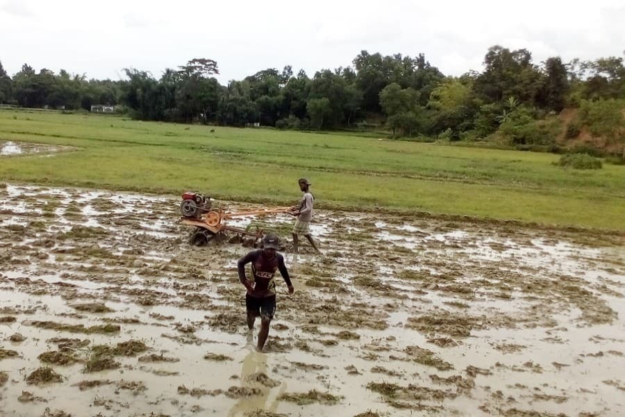 Sylhet T-Aman growers eye bumper yield