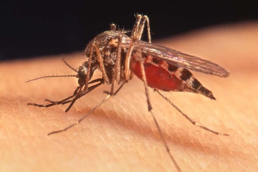 West Nile fever appears again in Czech