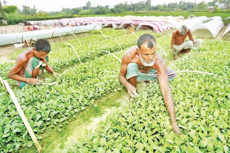 Cultivators preparing for early  winter cauliflower production