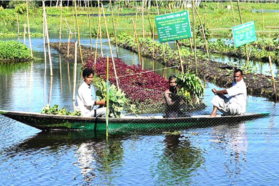 Rangpur landless cultivators growing veg on floating beds