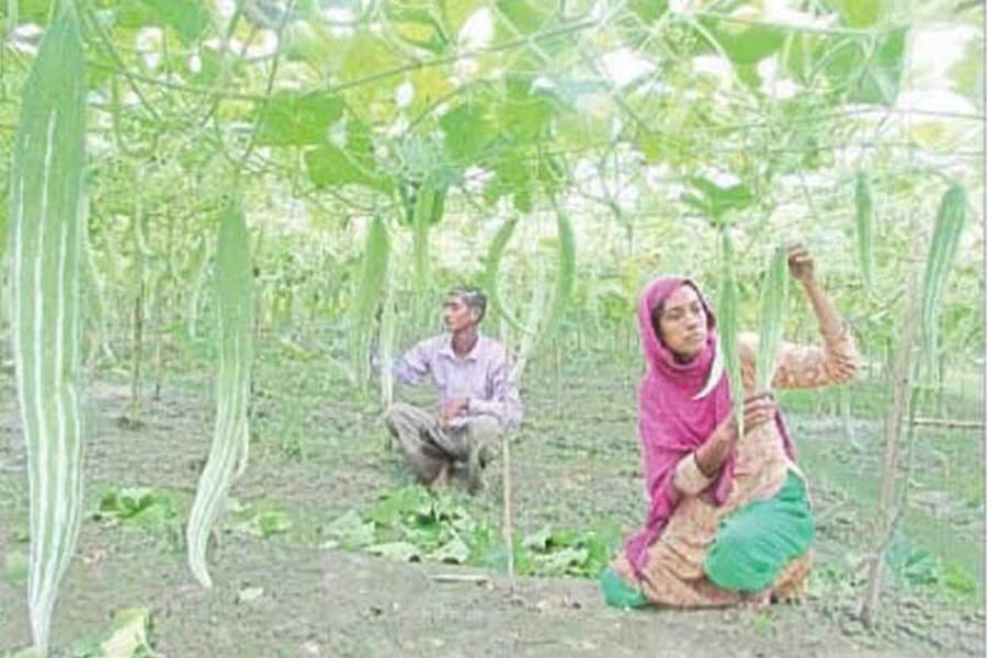 Fair prices make Joypurhat snake gourd growers happy