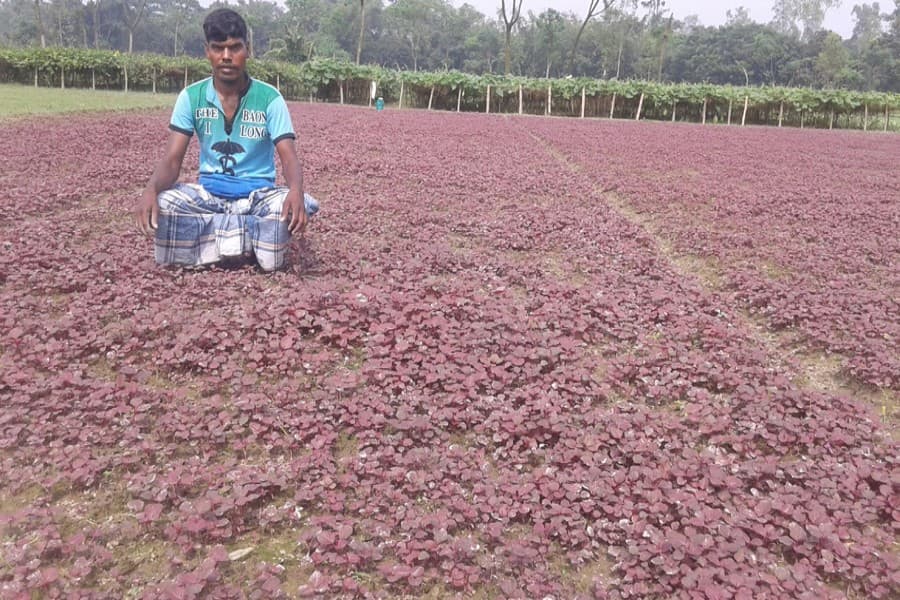 Red spinach farming expands in Rangpur on impressive profit