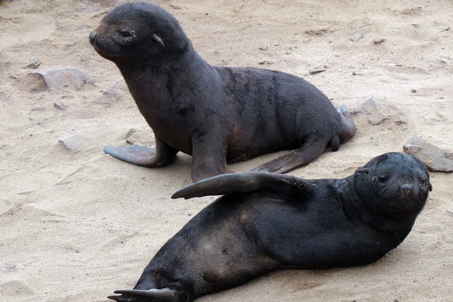 Six seal pups found decapitated in New Zealand bay