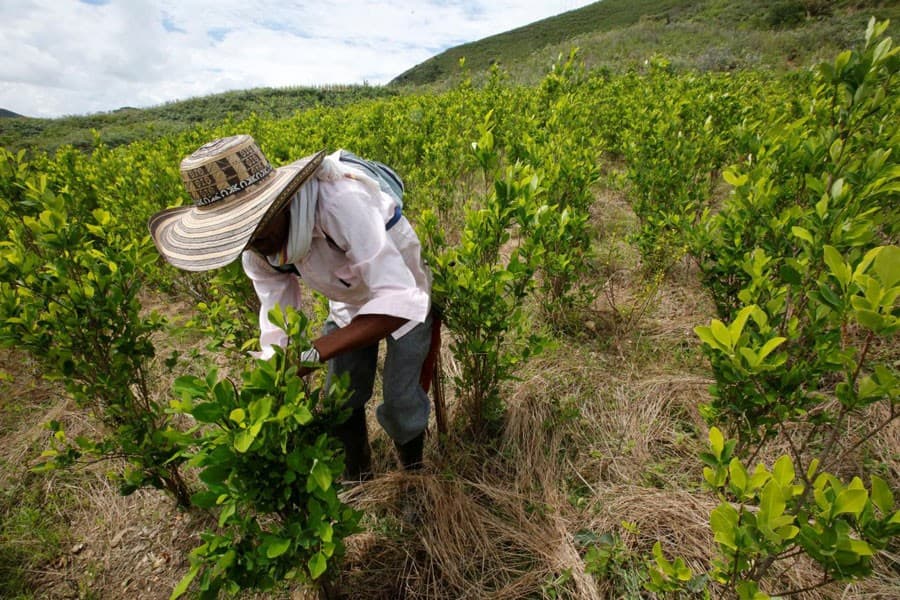 US, Colombia vow to reduce coca production